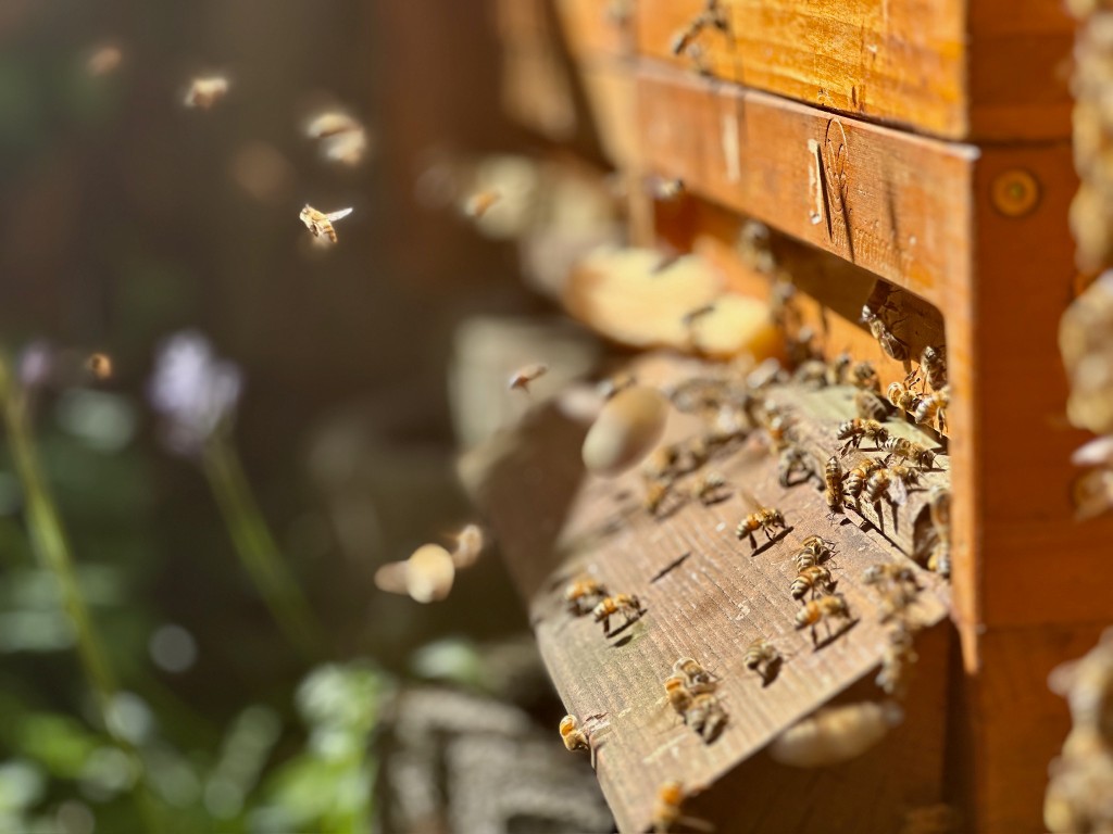 Bees at the entrance of a wooden hive.