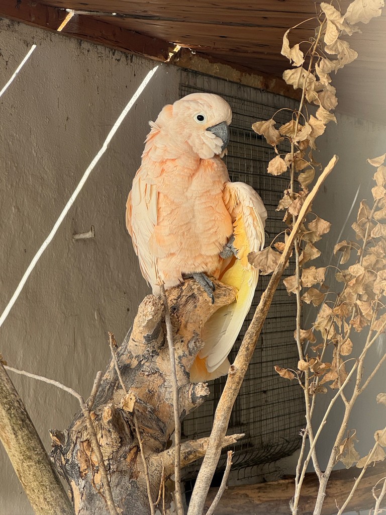 A pink cockatoo on a branch.