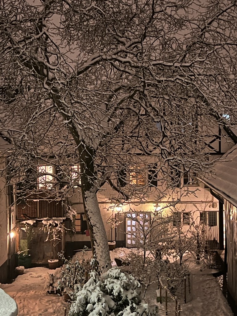 The courtyard at night, with snow on the tree and the house windows lit.