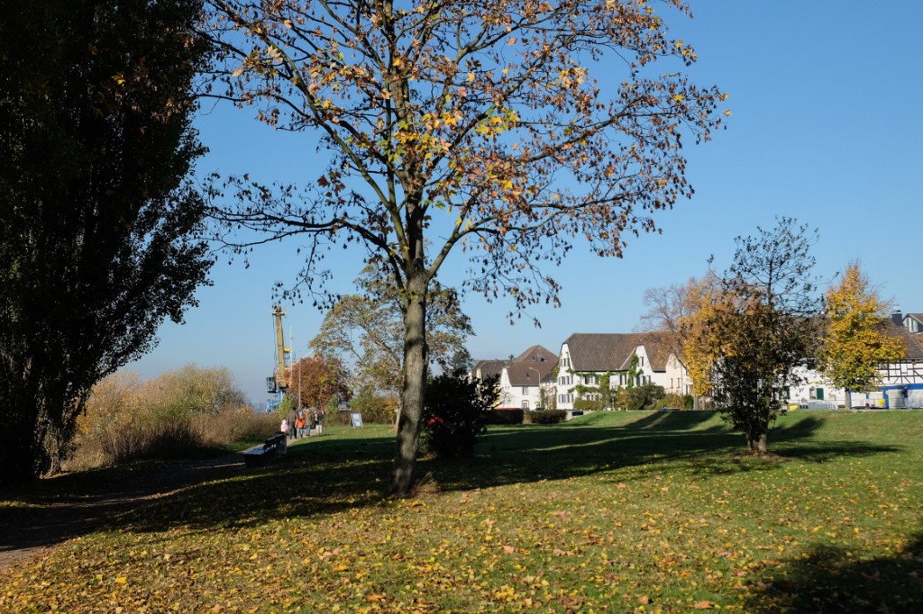 A meadow with autumn trees, fallen leaves, and houses beyond.