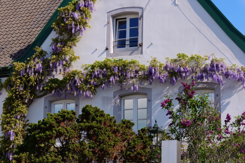 Wisteria and lilac against the white wall of the villa.